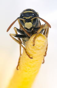 Wasp nest|Pest control basildon Essex