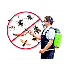 Pest Control Basildon